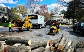 Best Stump Grinding and Removal  in Douglas, GA